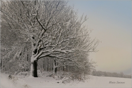 <p>Šluknovsko - Království</p>